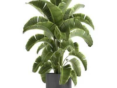 Banana palm in a pot for the interior 774 3D model