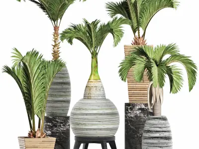 Plants Collection 206 Palms 3D model