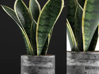 Plants Collection 111 3D model