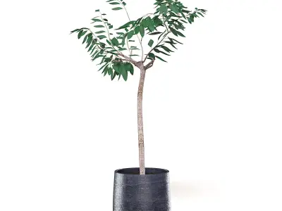 Small Tree 3D Model in Black Pot 3D model
