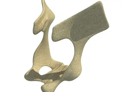 Animal Animal Pelvis  3D model