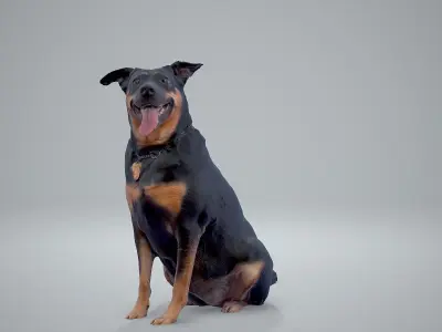 Sitting Dog Dog0001-HD2-P01-S 3D model