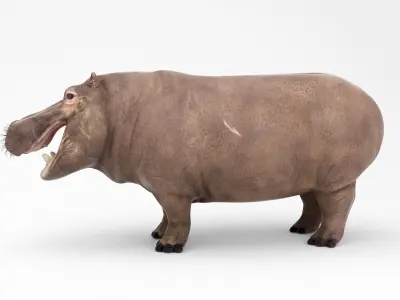 Hippopotamus Mid Poly and High Poly 3D model