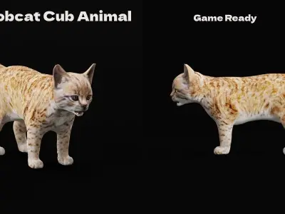 Bobcat Cub Red Lynx 3D model