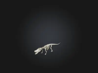 Realistic Crocodile Skeleton Model Low-poly 3D model
