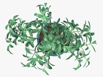 Decorative tree potted 3D model