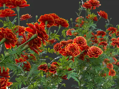 Tagetes - Marigold 3D model