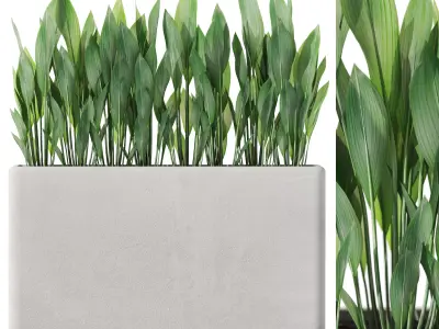 Plants collection vol 41