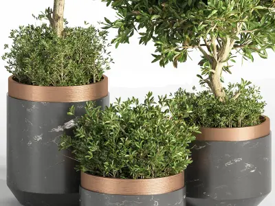 Indoor Plant Set 17 3D model