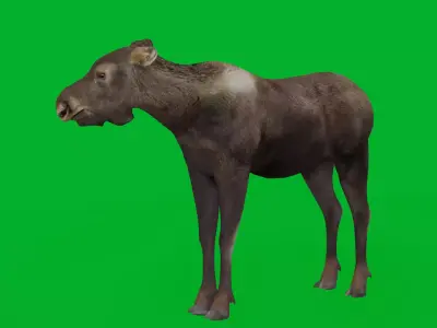 European Female Moose Elk Low-poly 3D model