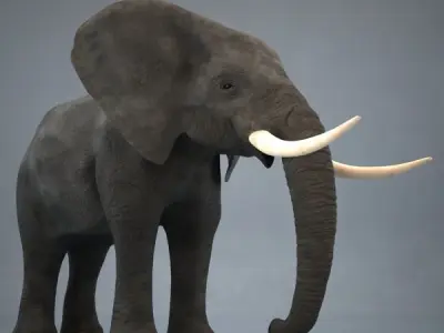 Elephant with long tusks 3D model