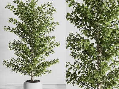 indoor plant set 540 3D model