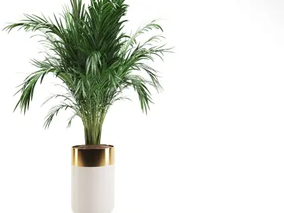 indoor luxury plant01  3D model