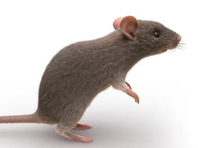 Rat - mice 3D model