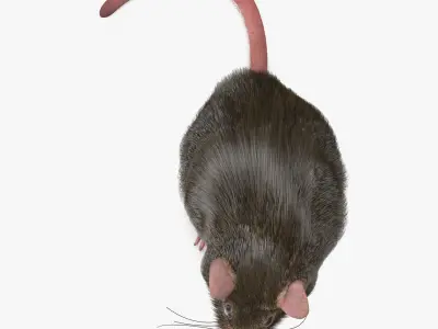 Rat with fur 3D model