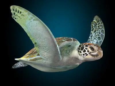 Turtle 3D model