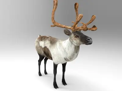 Snow Reindeer Animated Rigged Model 3D Model Low-poly 3D model