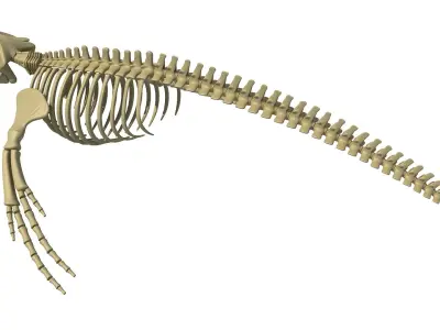 Humpback Skeleton 3D model