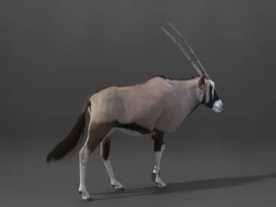 African Oryx Animated VFX Grace 3D model