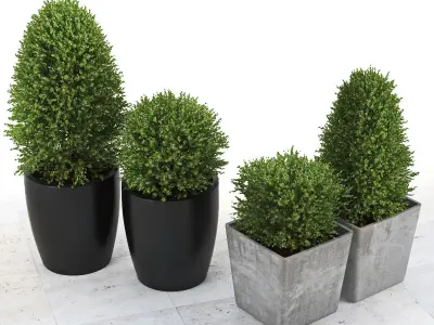 Buxus two concrete potted plants 3D model