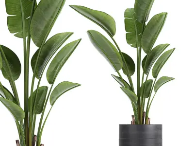 Strelitzia in a pot for the interior 723 3D model