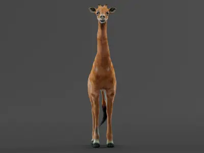 Spotless Giraffe Baby Low-poly 3D model