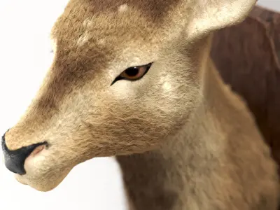 Deer head 3d model Low-poly 3D model