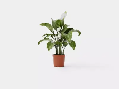 Spathiphyllum Sw Lauretta Low-poly 3D model