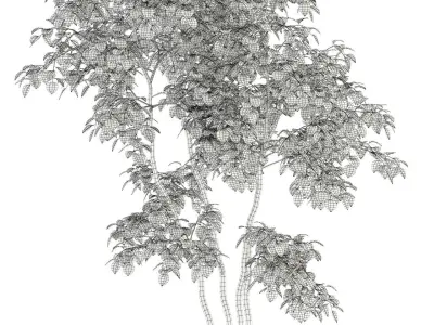 Plants collection 96 3D model
