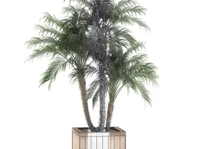 Decorative Phoenix roebelenii palm in a street flowerpot 621 3D model
