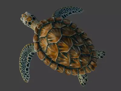 Sea Green Turtle 3D model