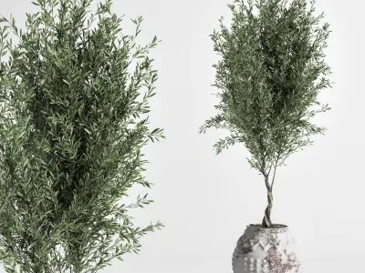 Indoor Plant olive Set 03 3D model