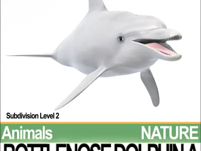 Bottlenose Dolphin A 3D model