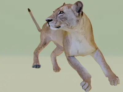Lioness 3D model
