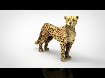 CHEETAH Low-poly 3D model