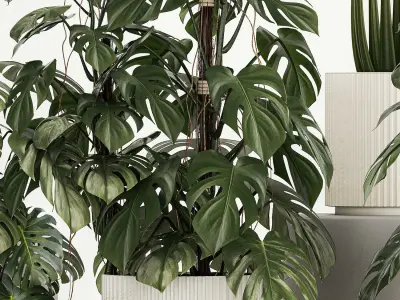 Plants for decoration in pots of monstera and alocasia 1218 3D model