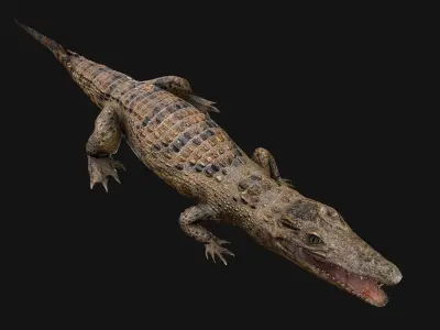 Deer and Crocodile Herbivore and Predator Low-poly 3D model