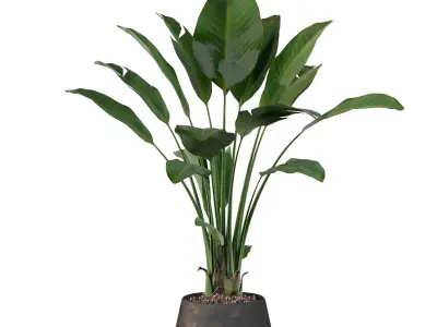 Strelitzia in black pot 3D model