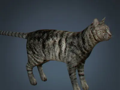 Domestic Cat 3D model