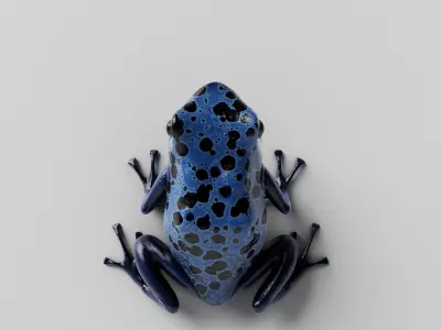 Blue Poison Dart frog 3D Model Low-poly 3D model