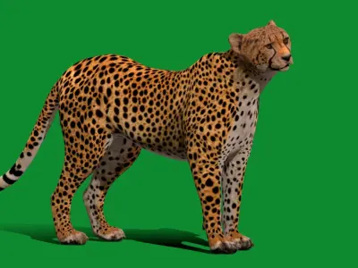 South African Cheetah Low-poly 3D model