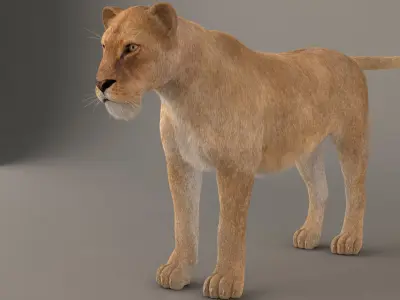 Lioness Fur Model 3D model