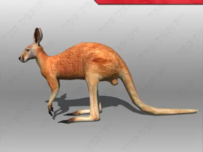 Kangaroo Animated 3D model
