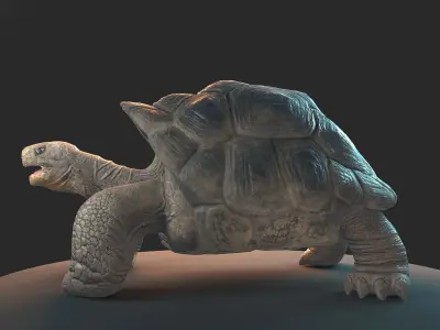 Large land turtle PBR  Low-poly 3D model