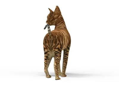 3D Cat Rigged model game ready  Low-poly 3D model