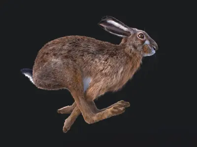 Hare RIG XGEN CORE 3D model