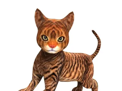 Wild Cute Cat Rigged  Low-poly 3D model