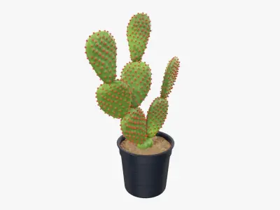 Cactus in a black plastic pot 3D model