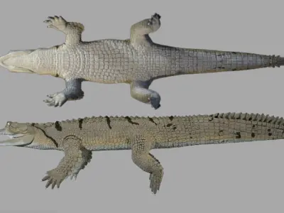 Gavial Gharial 3D model