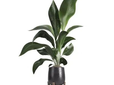 indoor plant 054 3D model